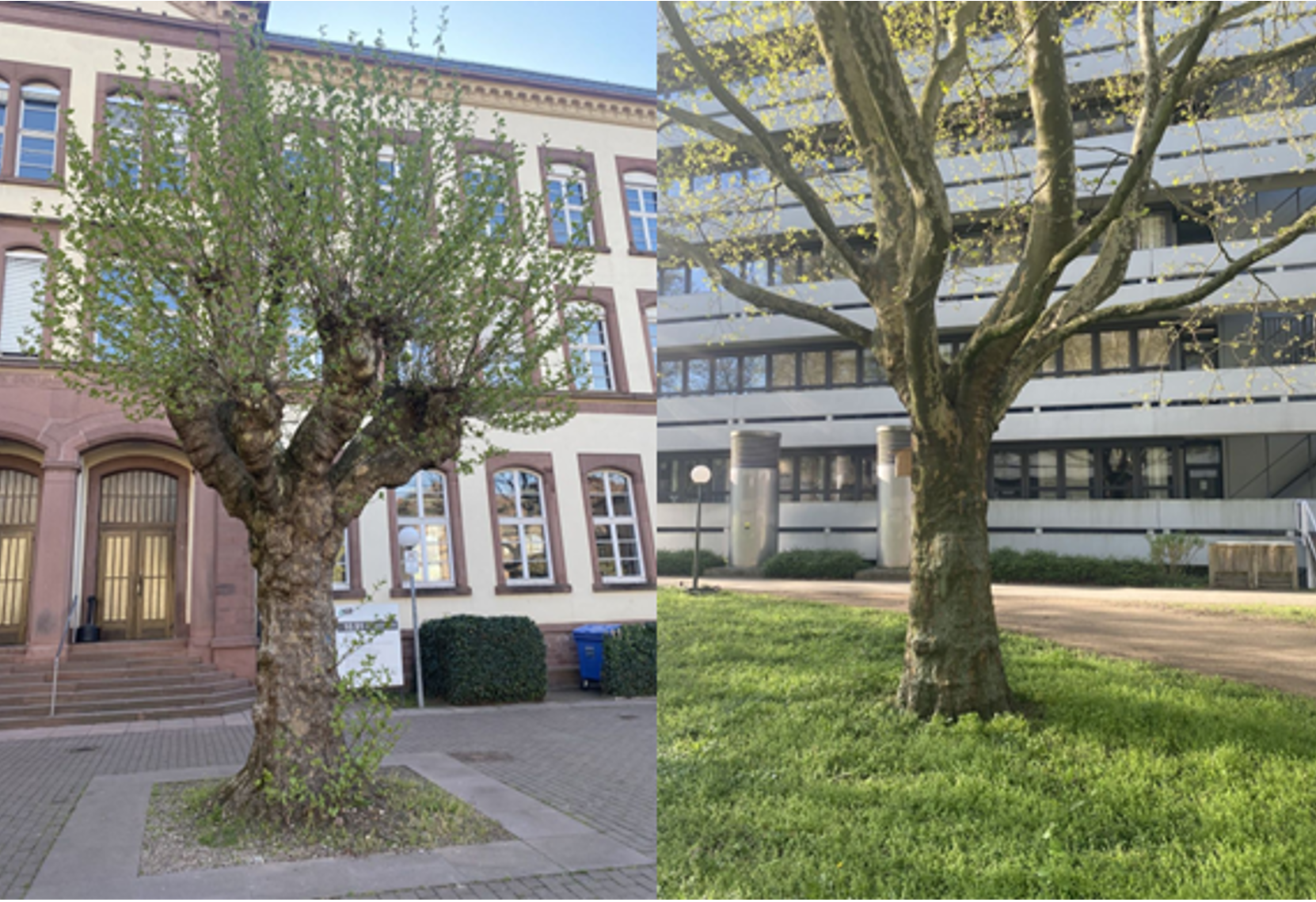 Auf der linken Seite ien Foto am Stra&szlig;enrand auf der rechten Seite ein Baum auf einer Wiese.