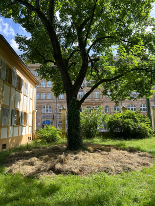 Ein Baum vor einem Gebäude auf einer Wiese.