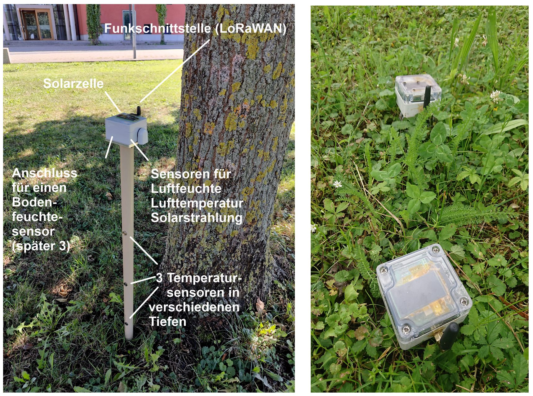 Bodensonde in der Wiese und neben einem Baum.