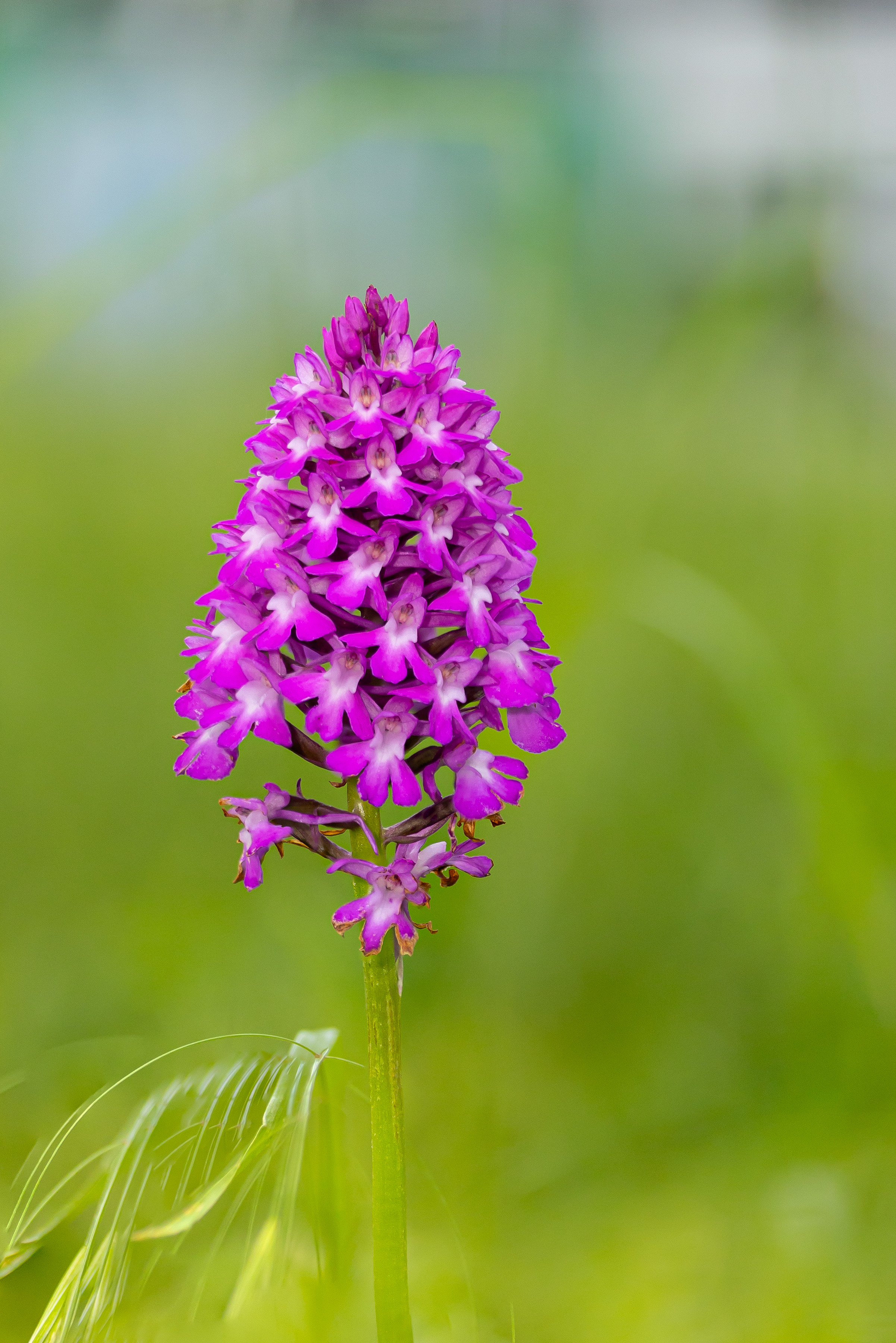 Nahaufnahme einer Orchidee auf einer Wiese.